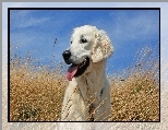 Trawa, Niebo, Golden Retriever